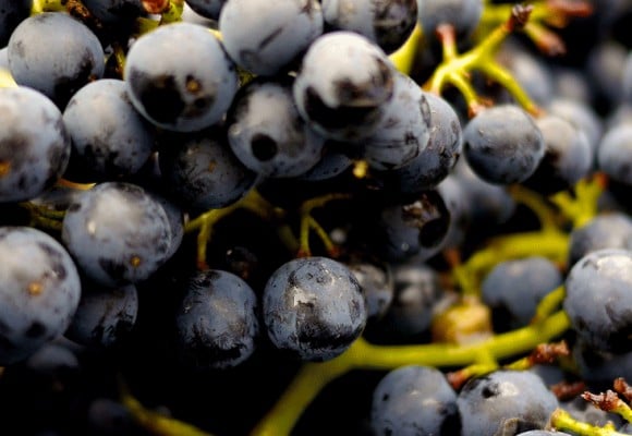 Conoce mejor el vino tinto: Variedades de uva de los vinos tintos en España