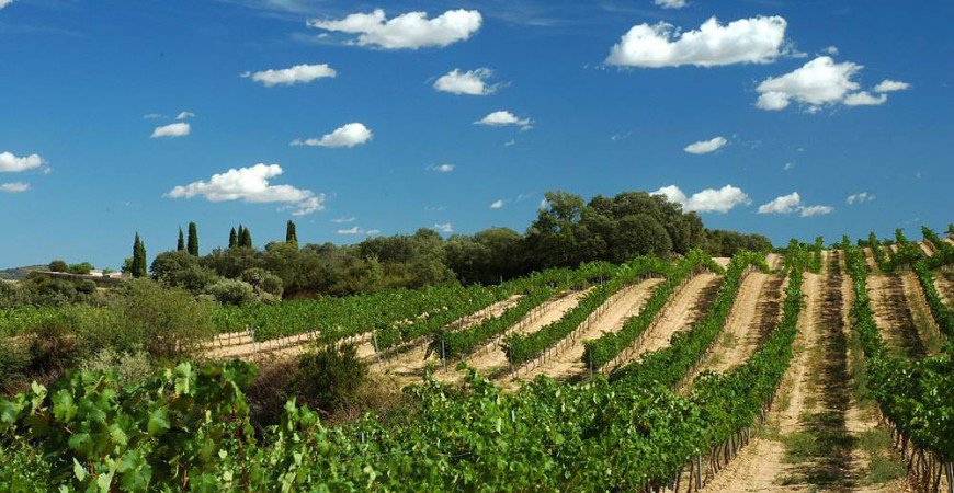 Vinos Somontanos: grandes vinos de Aragón